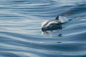 common dolphin jumping outside the ocean photo