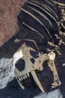huesos de dinosaurio en el sitio de investigación foto