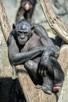 bonobo portrait female ape close up photo