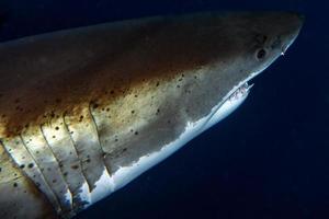 Great White shark ready to attack photo