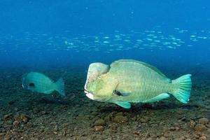 bumphead parrotfish close up portrait underwater detail photo