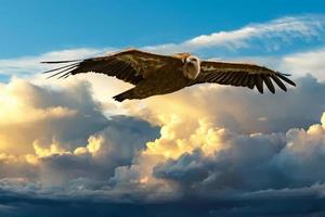 gryphon vulture buzzard flting in blue sky background photo