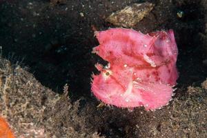 pink leaf fish underwater close up macro photo