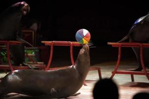 Circus Seal while playing on the black photo