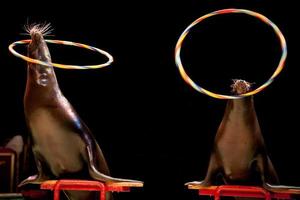 Circus Seal while playing on the black background photo