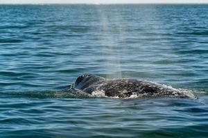 grey whale while blowing photo