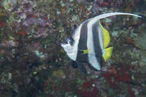 Angel fish in the sea photo