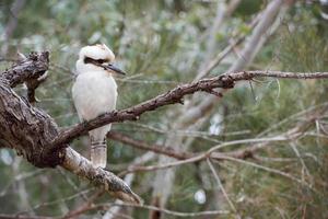 kookaburra australia pájaro riendo retrato foto