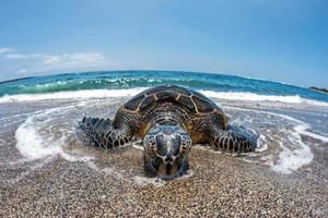 Green Turtle arriving at shore in Hawaii photo