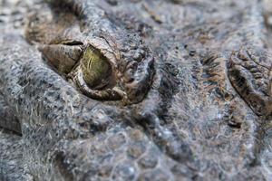 Alligator eye close up photo