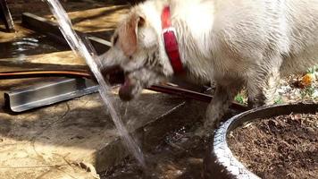 cão alegre labrador brinca com água video