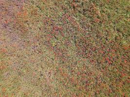 Poppy field aerial view panorama landscape photo