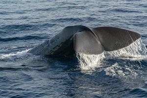 Sperm whale in the mediterranean sea tail detail photo