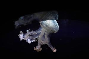 white spotted jellyfish underwater photo