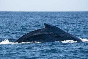 ballena jorobada en el océano pacífico foto