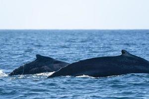 mother and calf humpback whale in pacific ocean photo