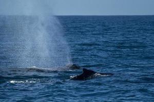 mother and calf humpback whale in pacific ocean photo
