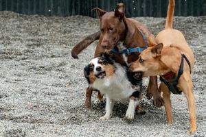 perros mientras pelean por diversión foto