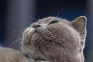 british shorthair cat photo