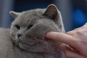 british shorthair cat cuddled by human hand photo