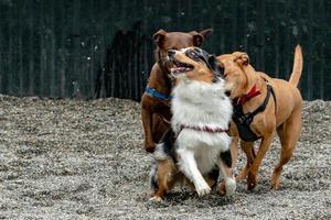 perros mientras pelean por diversión foto