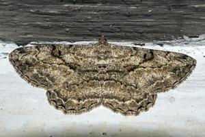 open wings moth on a wall photo