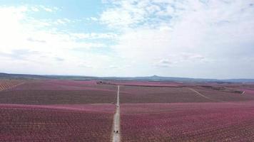 blomstrande persika träd i vår video