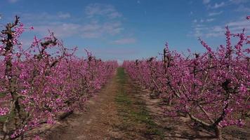 pessegueiro florescendo na primavera video