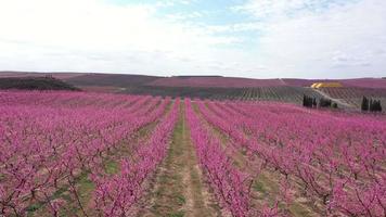 pessegueiro florescendo na primavera video