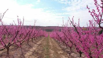 Blühender Pfirsichbaum im Frühjahr video