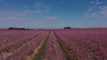 Blossoming peach tree in spring video