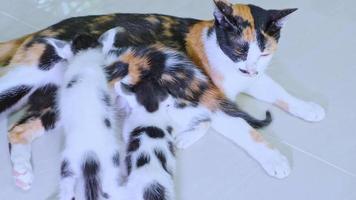 Mother cat of three colors is sleeping and breastfeeding. video