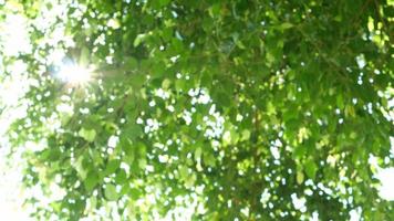 grünes Blatt Bokeh mit durchscheinendem Sonnenlicht video