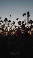 silhuett fält blommor på solnedgång sommar video