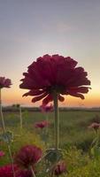 flores ondeando en el viento al atardecer video