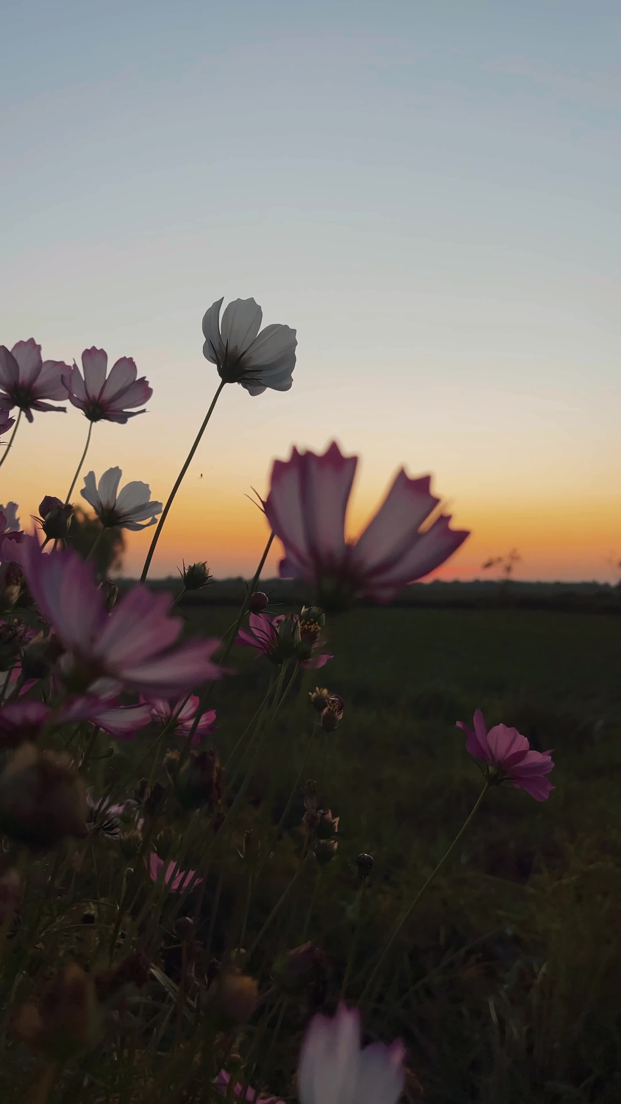 Silhouette flowers at sunset, flowers in evening 18755330 Stock Video