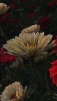 Closeup of flower in low light video