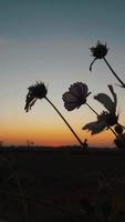 flores de silueta al atardecer temporada de verano video