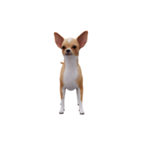 chihuahua 3D isolada png