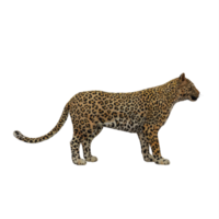 3D-Gepard isoliert png