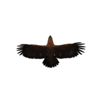 3d aquila isolato png