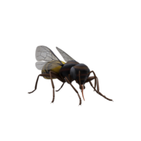 Abeille à miel 3d isolée png