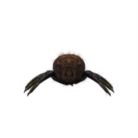 3d jumping spider isolated png