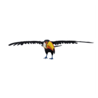 3d toucan bird isolated png