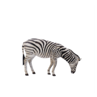 3d afrikansk zebra isolerat png
