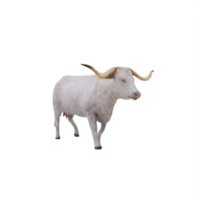 White Texas Longhorn cattle isolated png