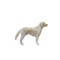 3D-Labrador-Hund isoliert png