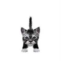 3d kitten cat isolated png