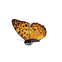 mariposa 3d aislada