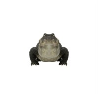 3d coccodrillo isolato png